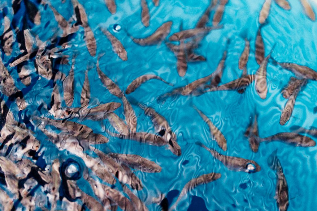 Job offer – Aquaculture engineer – Feeding communities through ...